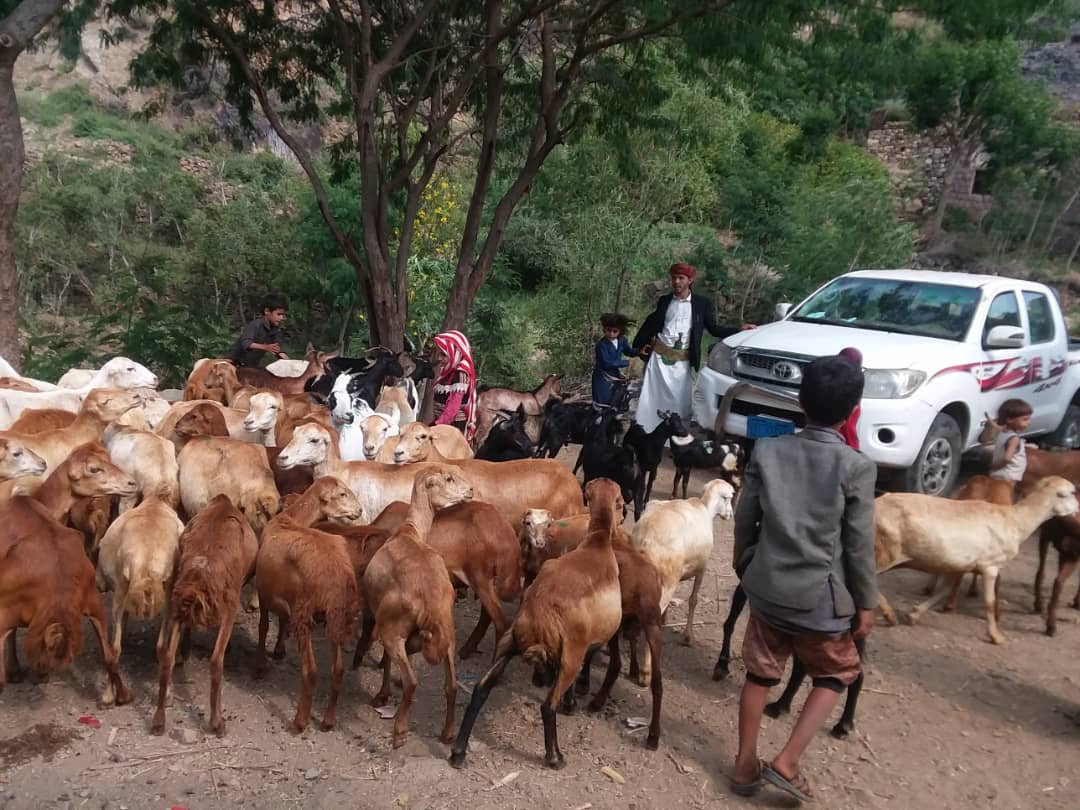 الصليب الأحمر يعلن عن حملة لتلقيح وعلاج ثلاثة ملايين من الماشية في اليمن