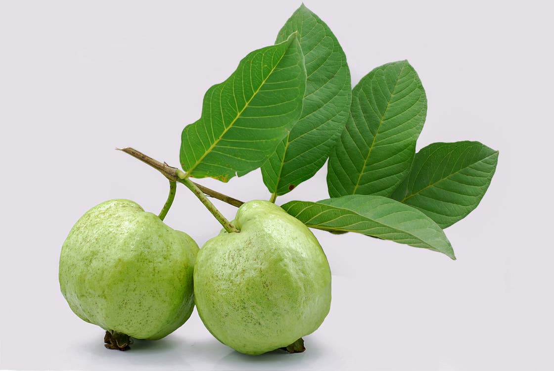 أوراق الجوافة قد تفعل العجائب بصحتك.. وإليك الأسباب